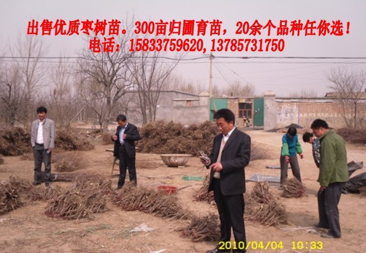 供应大枣树苗果树苗木绿化苗木冬枣树苗